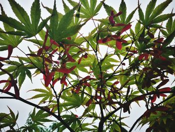 Low angle view of berries on tree against sky