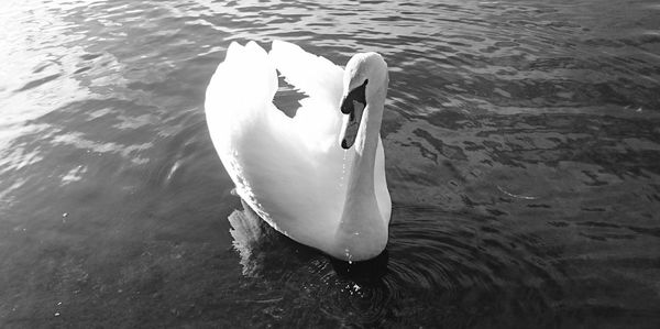 High angle view of swan swimming in lake