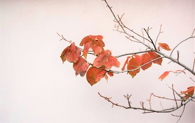 Low angle view of dry leaves on plant against sky