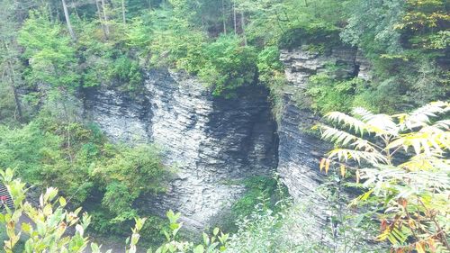 Scenic view of waterfall in forest