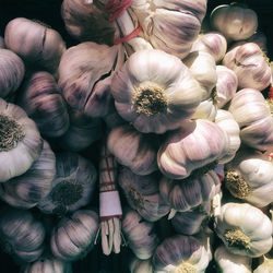 Close-up of various flowers