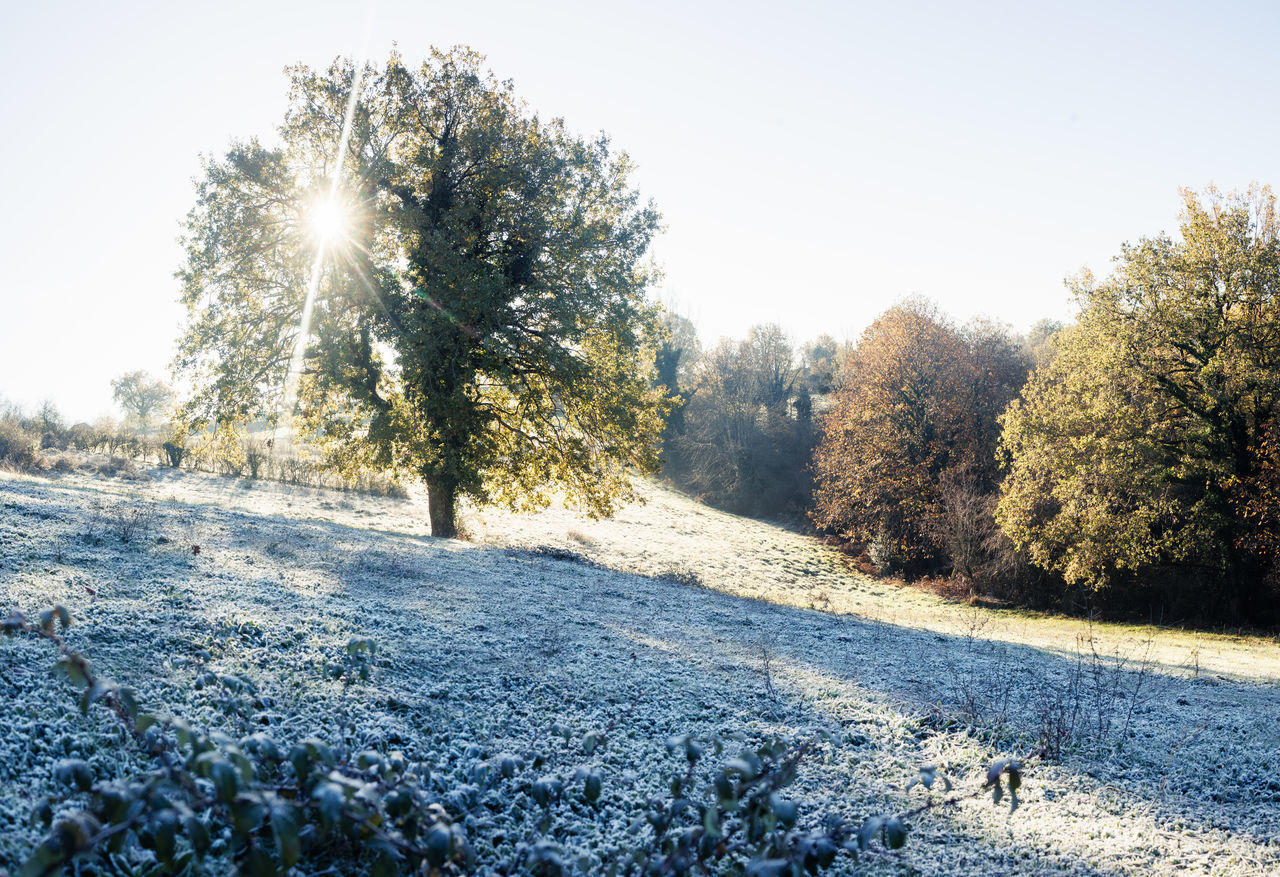 plant, tree, winter, snow, nature, frost, cold temperature, sunlight, beauty in nature, morning, sky, tranquility, tranquil scene, scenics - nature, landscape, environment, land, day, growth, no people, frozen, non-urban scene, coniferous tree, pinaceae, autumn, pine tree, leaf, clear sky, outdoors, freezing, forest, sunny, idyllic, pine woodland, field, white, flower, grass, road, lens flare, blue