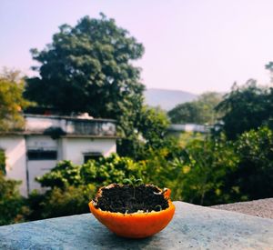 Close-up of orange fruit on tree