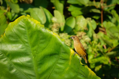 Close-up of bird perching on leaf