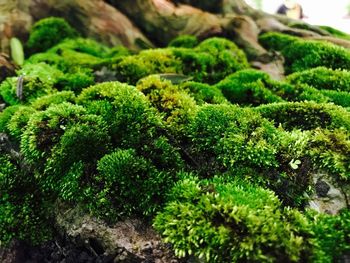 Close-up of moss growing on plant