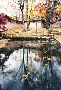 Reflection of trees in water