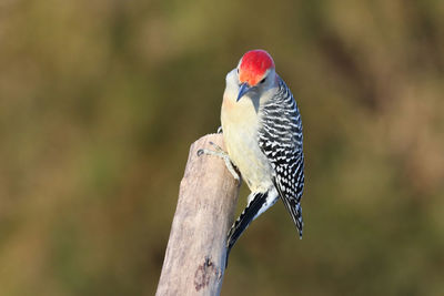 Close-up of red-bellied woodpecker perching on branch