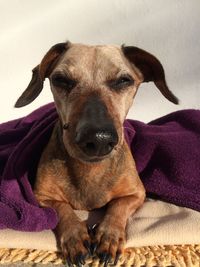 Portrait of dog relaxing on bed