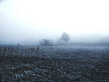 Trees on field during foggy weather