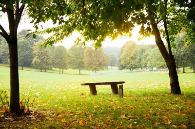 Trees in park