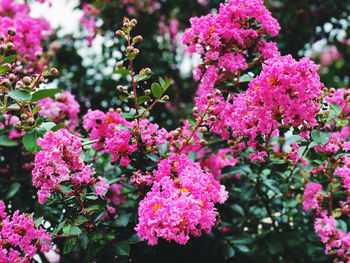 Close-up of pink flowering plant