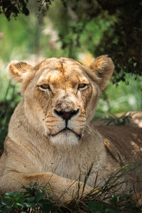 Close-up of lioness