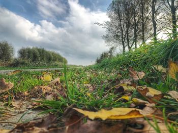 Surface level of trees on field against sky