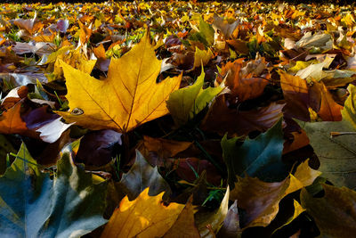 Close-up of yellow maple leaves