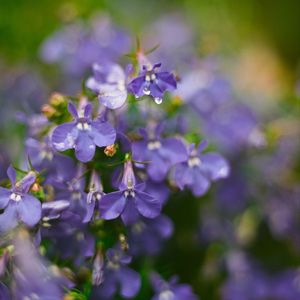 Close-up of purple flowers blooming outdoors