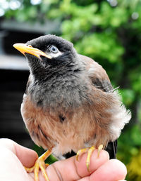 Close-up of hand holding bird