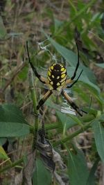 Close-up of insect on flower