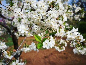 Close-up of white cherry blossoms in spring