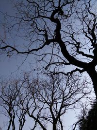 Low angle view of silhouette bare tree against sky