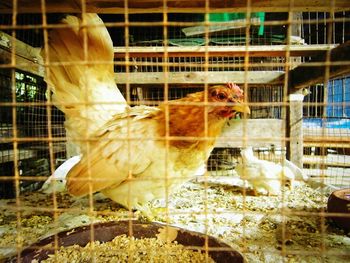 Close-up of bird in cage