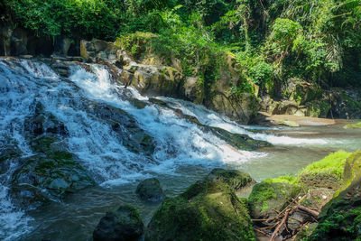 Scenic view of waterfall in forest