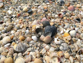 Close-up of seashells on the beach