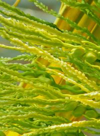 Close-up of fresh green leaf