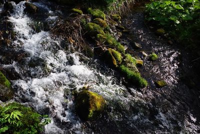 Scenic view of waterfall in forest