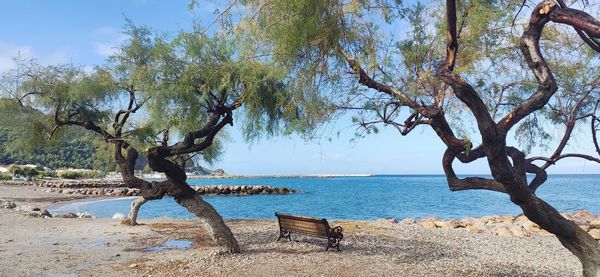 Trees on bench by sea against sky