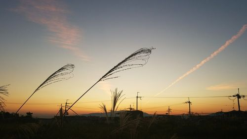 Low angle view of silhouette plants against sky during sunset