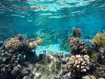 Coral reef undersea