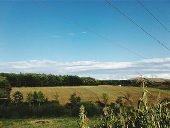 Scenic view of field against blue sky