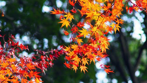 Close-up of leaves on branch