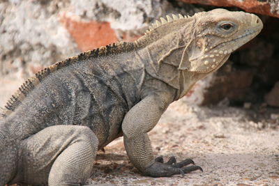Close-up of lizard