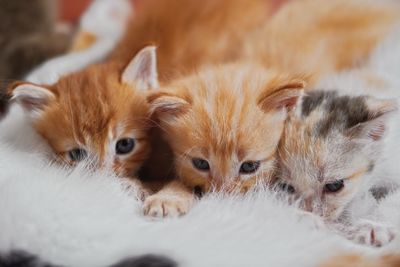 Close-up of kitten