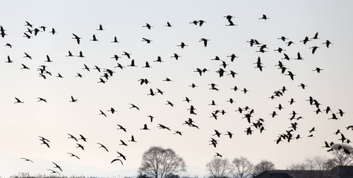 Flock of birds flying in the sky