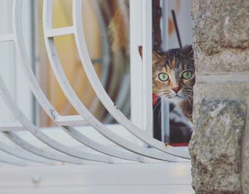 Close-up of cat