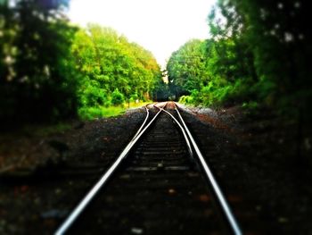 Railroad tracks amidst trees