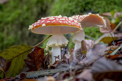 Close-up of mushroom growing on field