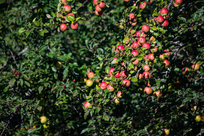 Fruits growing on tree