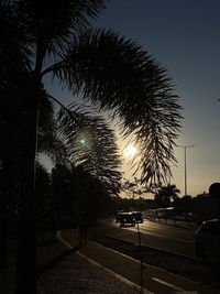 Silhouette palm trees against sky at night