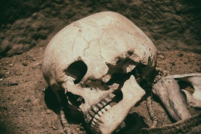 Close-up of human skull