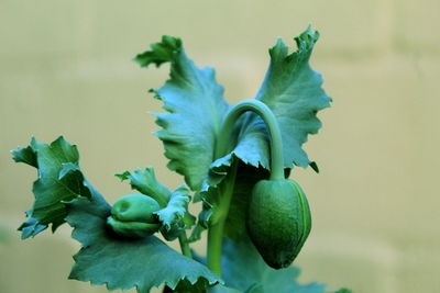 Close-up of green opium bud on plant