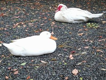 White swan perching on ground