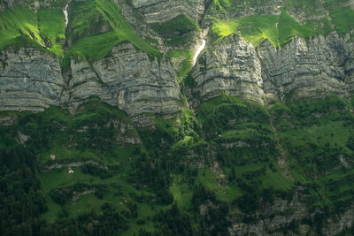 View of trees on cliff