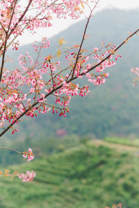 Close-up of pink flowers on branch