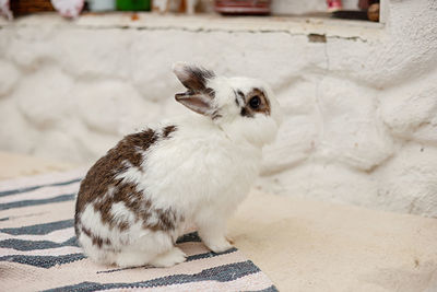 A cute small decorative white and gray rabbit