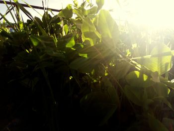 Close-up of fresh green plants