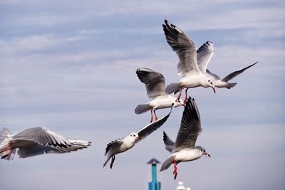 Seagull flying over white background