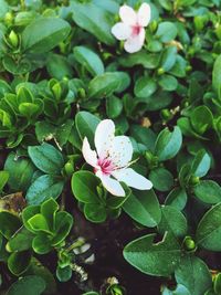 High angle view of pink flowering plant